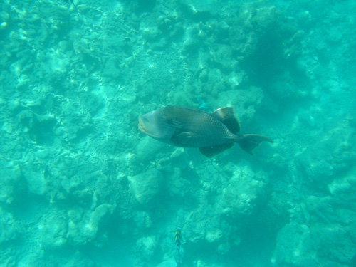 DSC00392