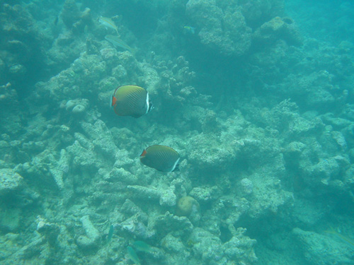 DSC00417