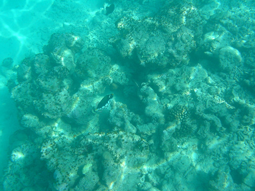 DSC00463