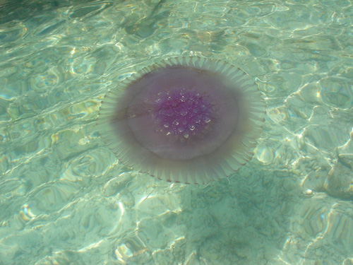DSC00531