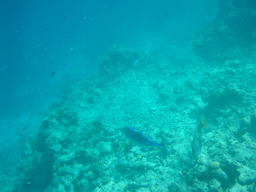 DSC01988