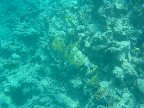 DSC02007